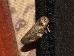 Ptyelus grossus