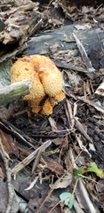 Pholiota