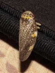 Ptyelus grossus