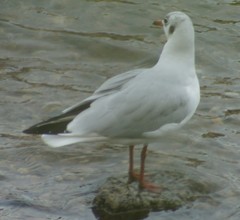 Chroicocephalus ridibundus