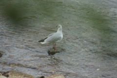 Chroicocephalus ridibundus