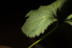 Alchemilla propinqua