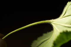 Alchemilla propinqua