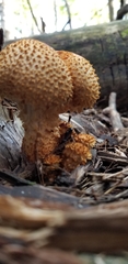Pholiota