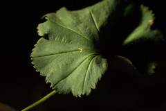 Alchemilla propinqua