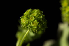 Alchemilla propinqua