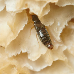 Gyrophaena polita