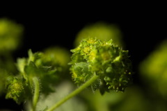 Alchemilla propinqua