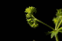 Alchemilla propinqua