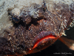 Ogcocephalus nasutus