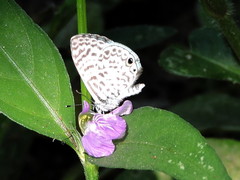 Leptotes cassius cassidula