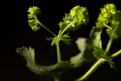 Alchemilla propinqua