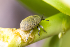 Rhinusa neta