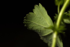 Alchemilla propinqua