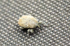 Rhinusa neta