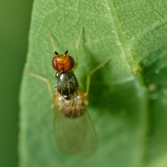 Chamaepsila nigricornis