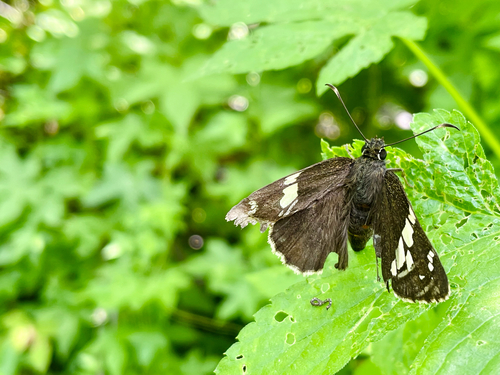 Lobocla bifasciata