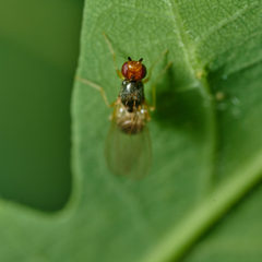 Chamaepsila nigricornis