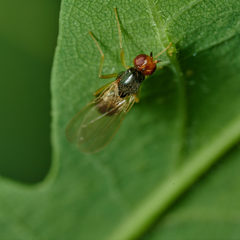 Chamaepsila nigricornis