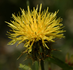 Centaurea collina