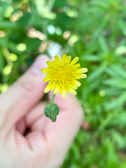 Asteraceae