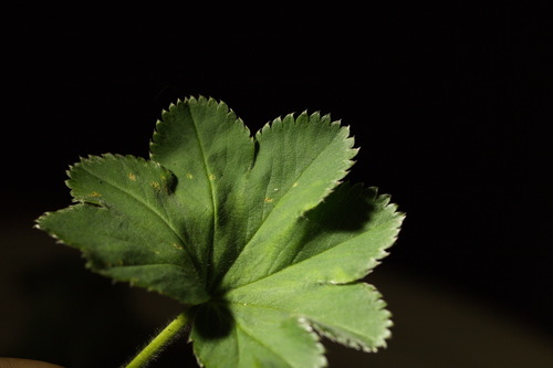 Alchemilla sibirica, photograph 6