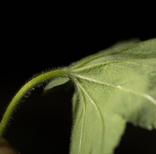 Alchemilla sibirica, photograph 5
