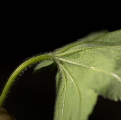 Alchemilla sibirica
