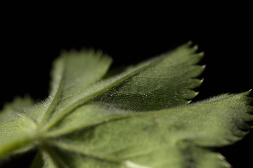 Alchemilla sibirica, photograph 4