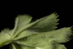 Alchemilla sibirica
