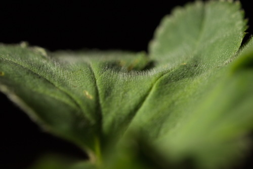 Alchemilla sibirica, photograph 3