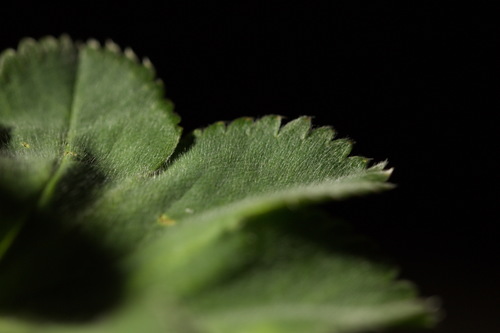 Alchemilla sibirica, photograph 2