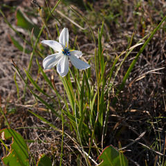 Aristea cantharophila