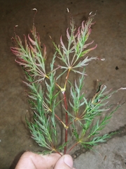 Magnoliopsida