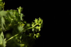 Alchemilla sibirica