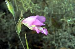 Gladiolus inflatus