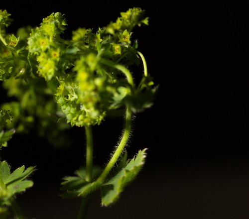 Alchemilla sibirica, photograph 1
