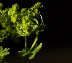 Alchemilla sibirica