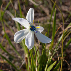 Aristea cantharophila