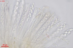 Lanzia luteovirescens