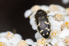 Acmaeodera idahoensis