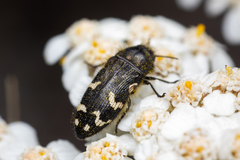 Acmaeodera idahoensis