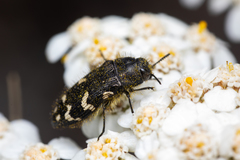 Acmaeodera idahoensis