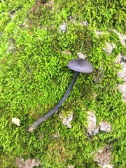 Entoloma occidentale