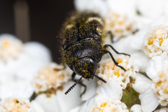 Acmaeodera idahoensis