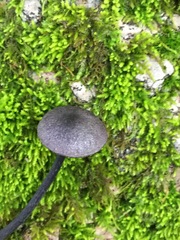 Entoloma occidentale