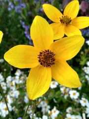 Bidens serrulata
