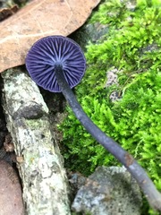 Entoloma occidentale