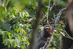 Plecturocebus ornatus