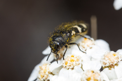 Acmaeodera idahoensis